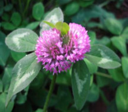 Red Clover P.E.